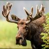 jzmoose99